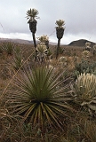559_De vegetatie op paramo El Angel